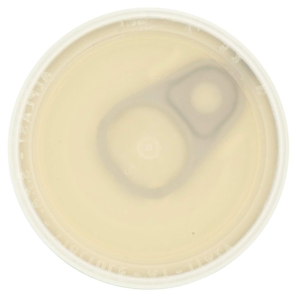 Caputo LIEVITO - trgr